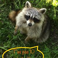 Photo de profil de Anne Hardy-Tamakoshi